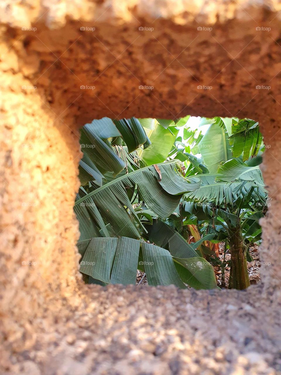 rectangle  - to see a banana plantation through a square wall opening