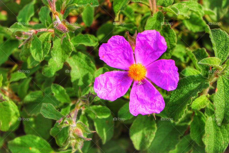 Spring beautiful flowers.