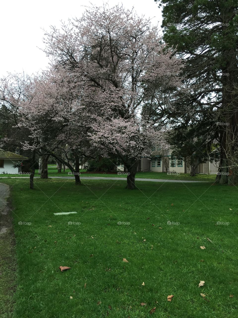 Trees in bloom