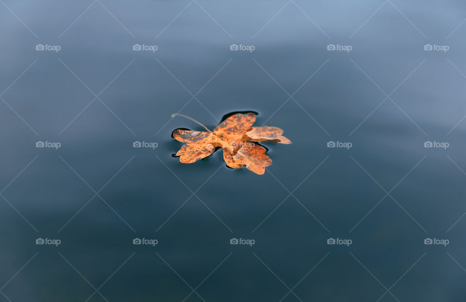 High angle view of leaf floating on water .