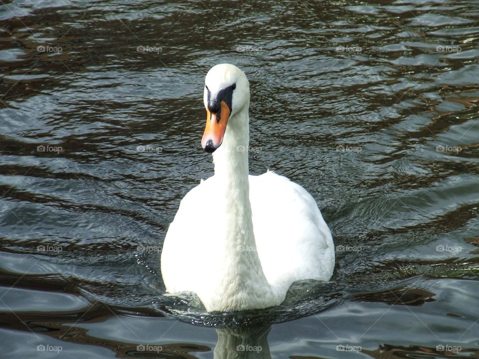 Swan