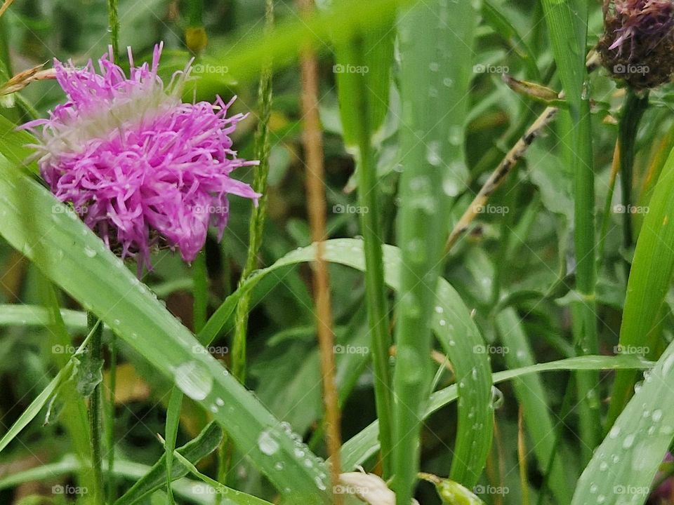 Centaury is a large genus of plants in the composite family.