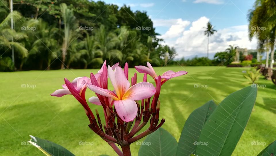 Flowers blooming under the Philippine sun