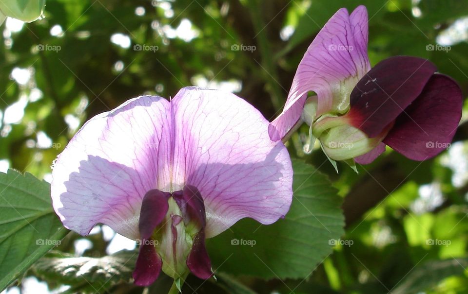 Orchid Flowers