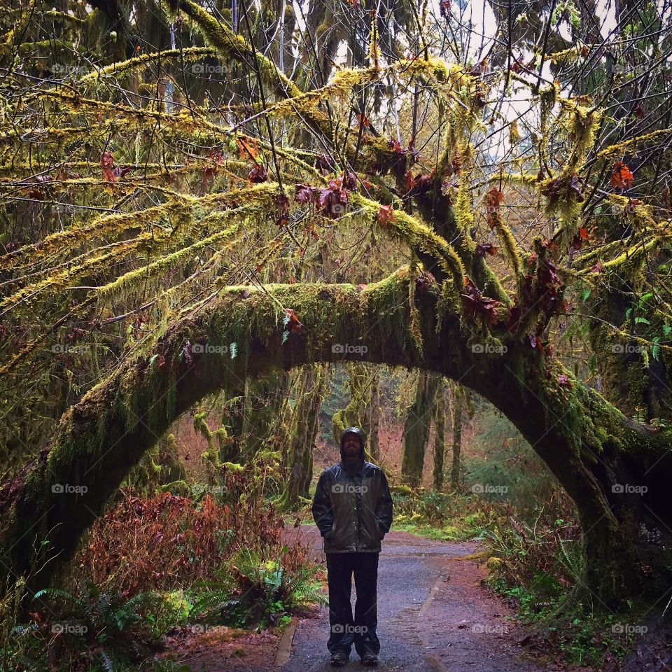 Magical forest arch 