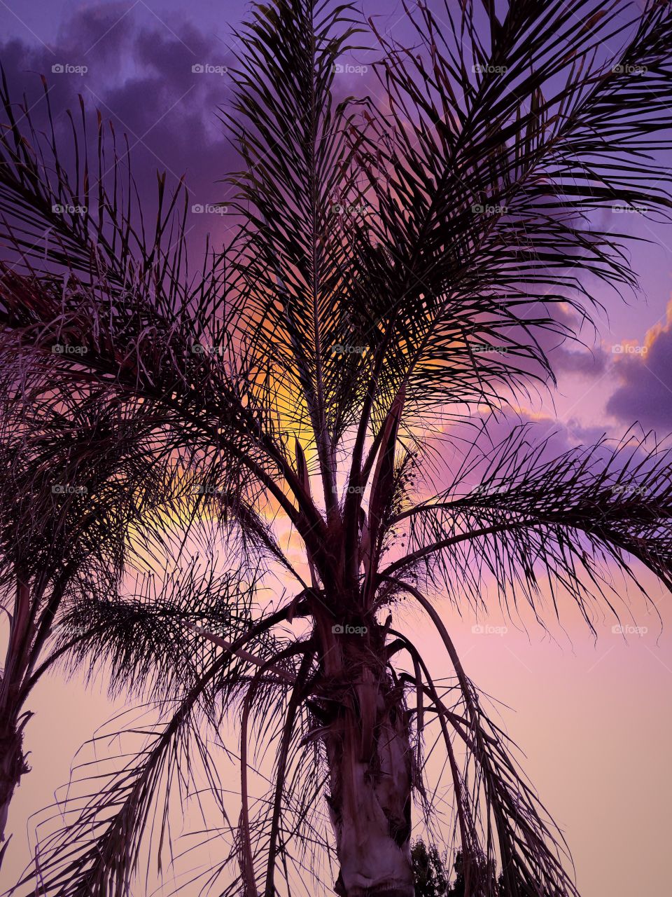 Palm tree against colorful sunsets