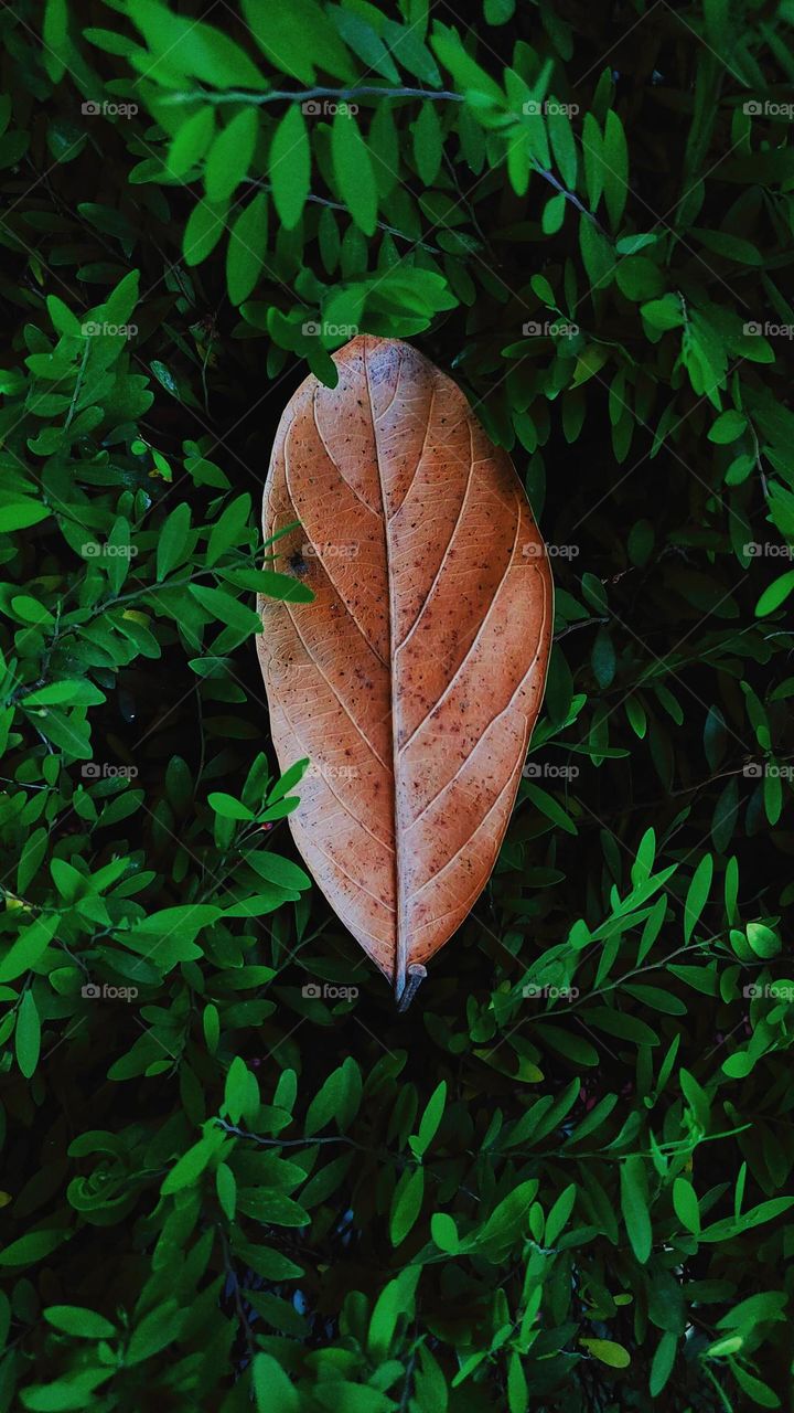 leaf photography 🟤🍂