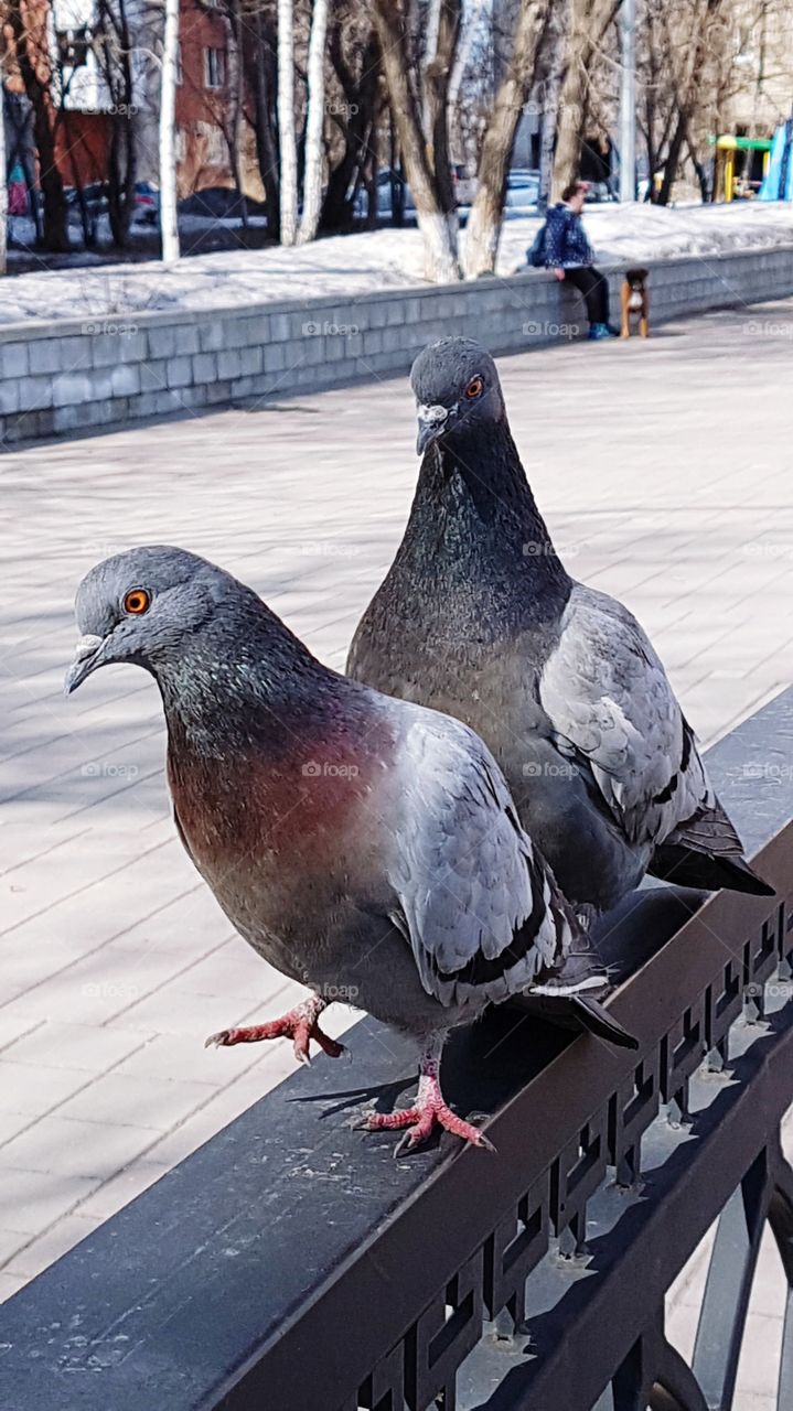 pigeons