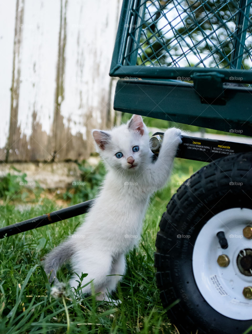 White Barn Kitten 