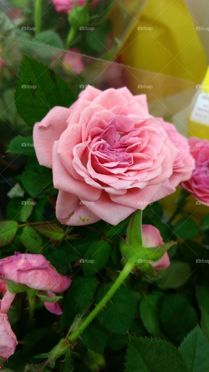 Rosa cor de rosa
