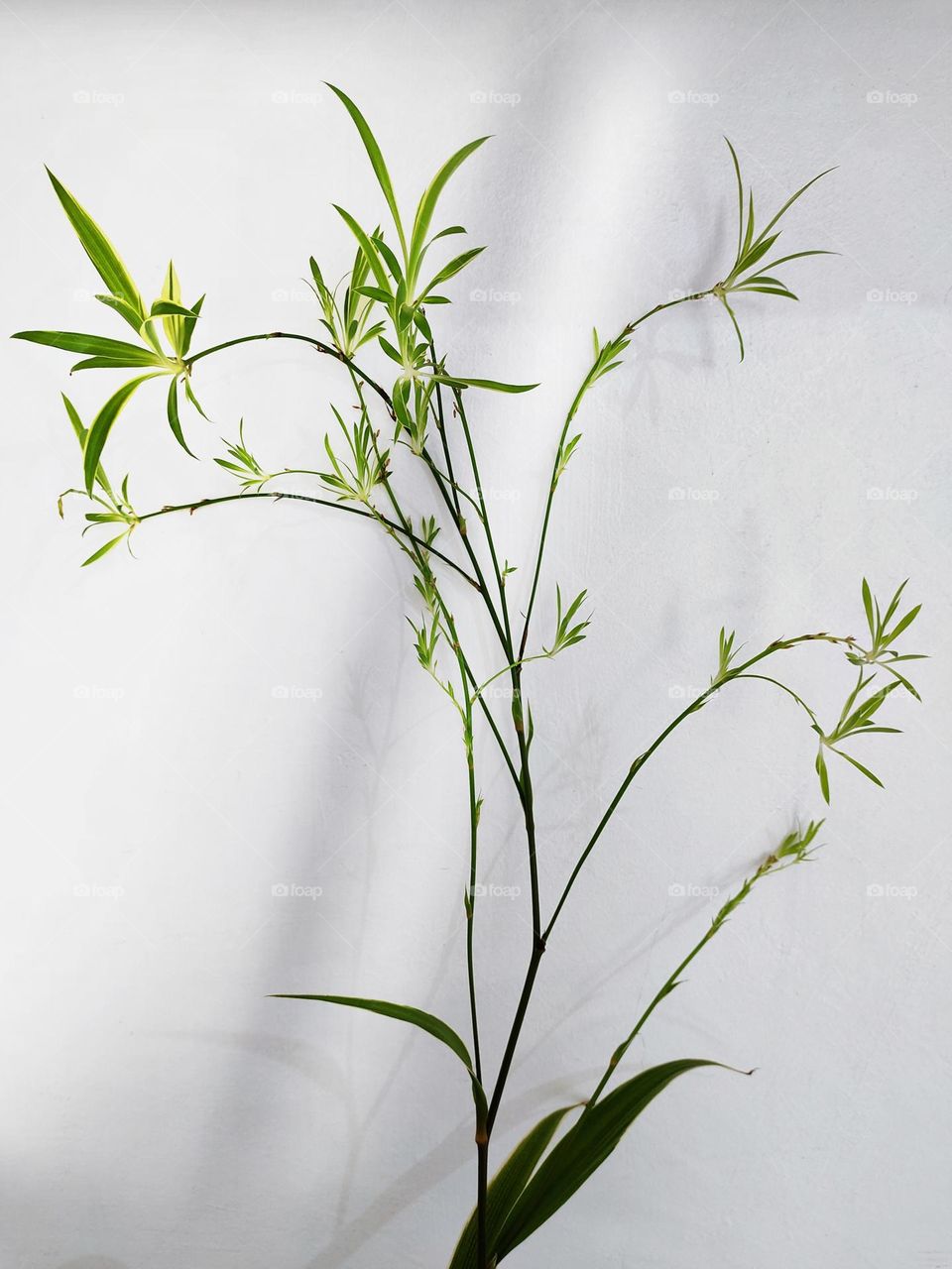 Spider plant, Chlorophytum comosum, is one of the most common houseplants