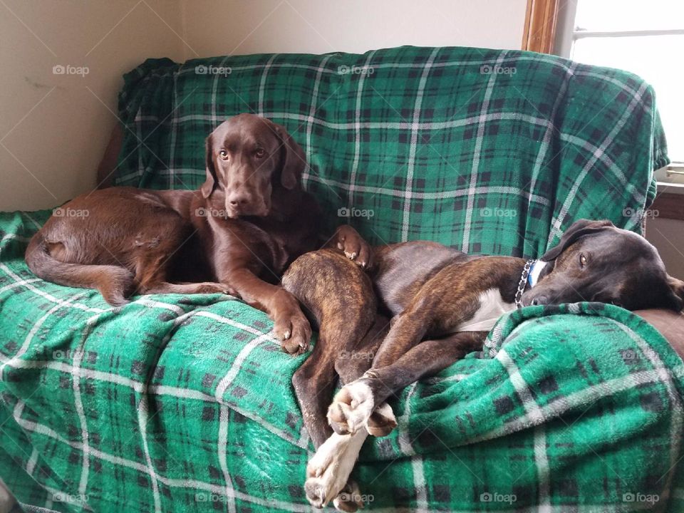 two dogs laying on loveseat cozying up too each other