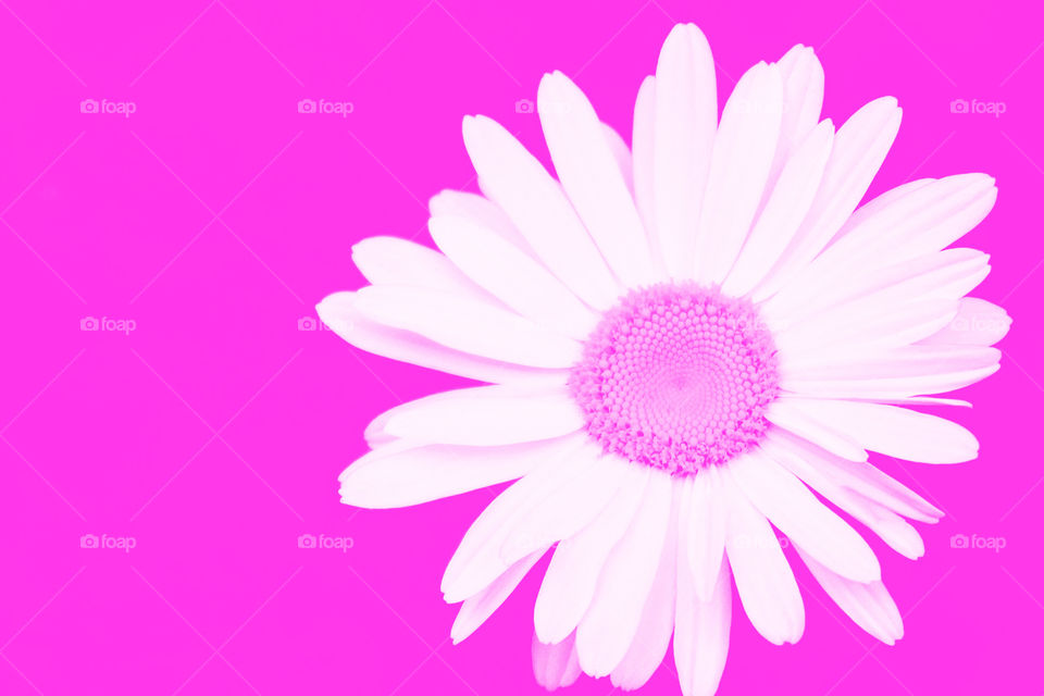 Pink daisy 