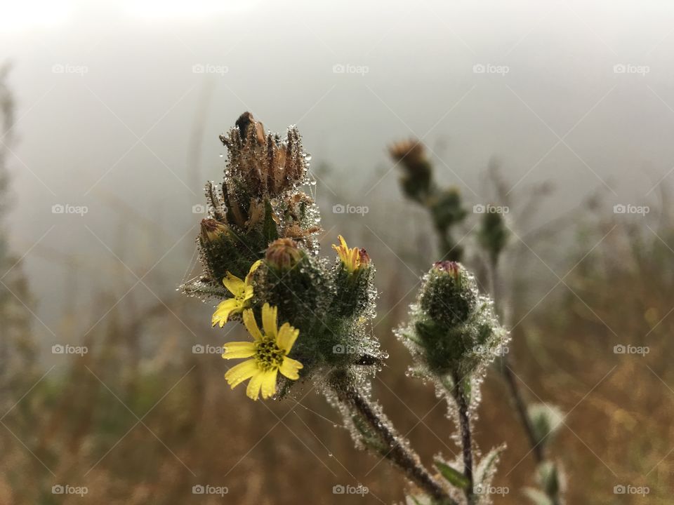Weeds in the mist 