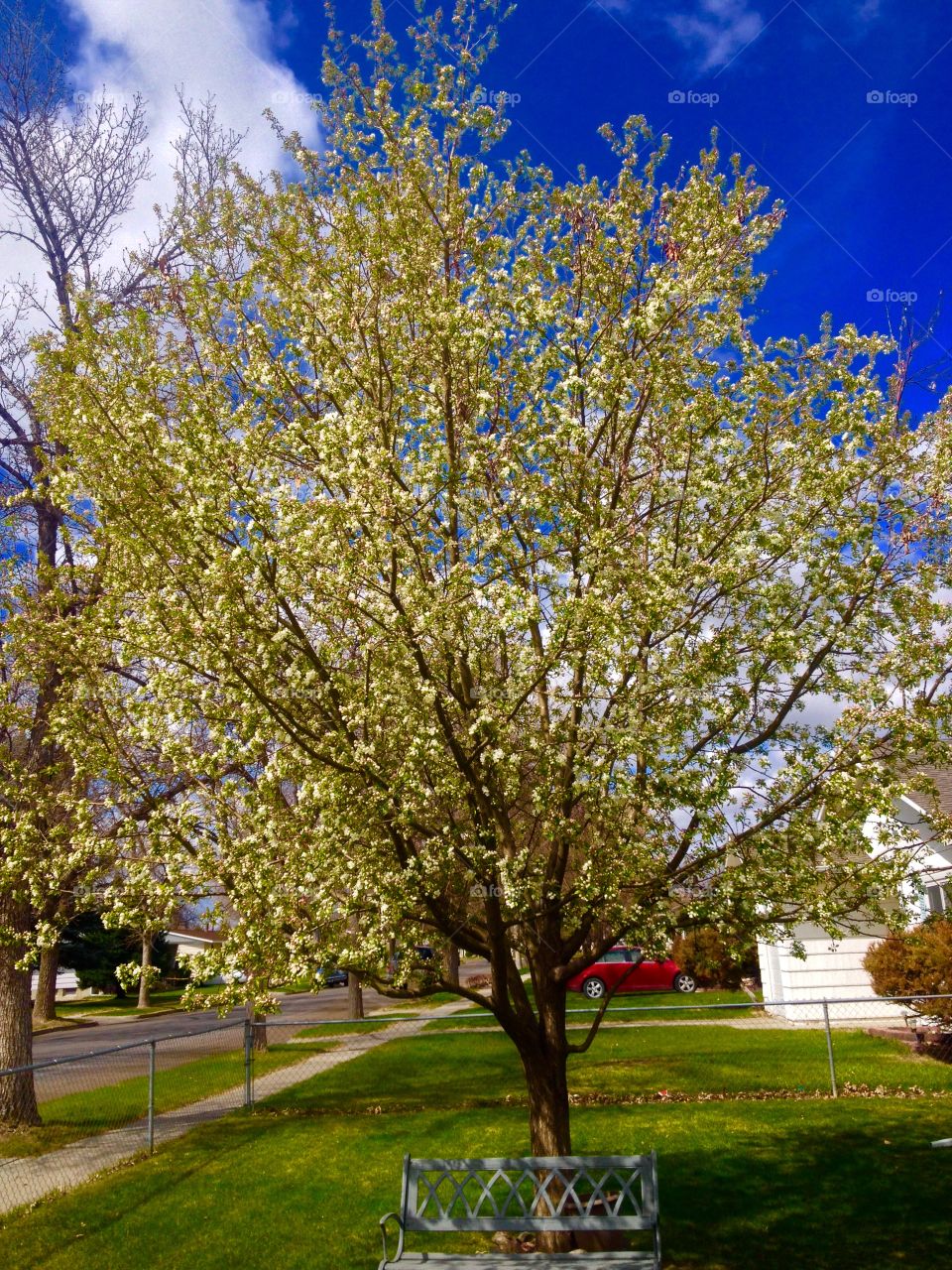 Corner tree in daylight . Blooming tree in spring time daylight 