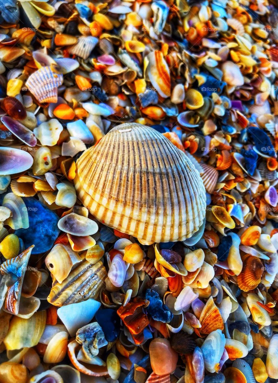 Seashells on the beach—taken in St. Augustine, Florida 