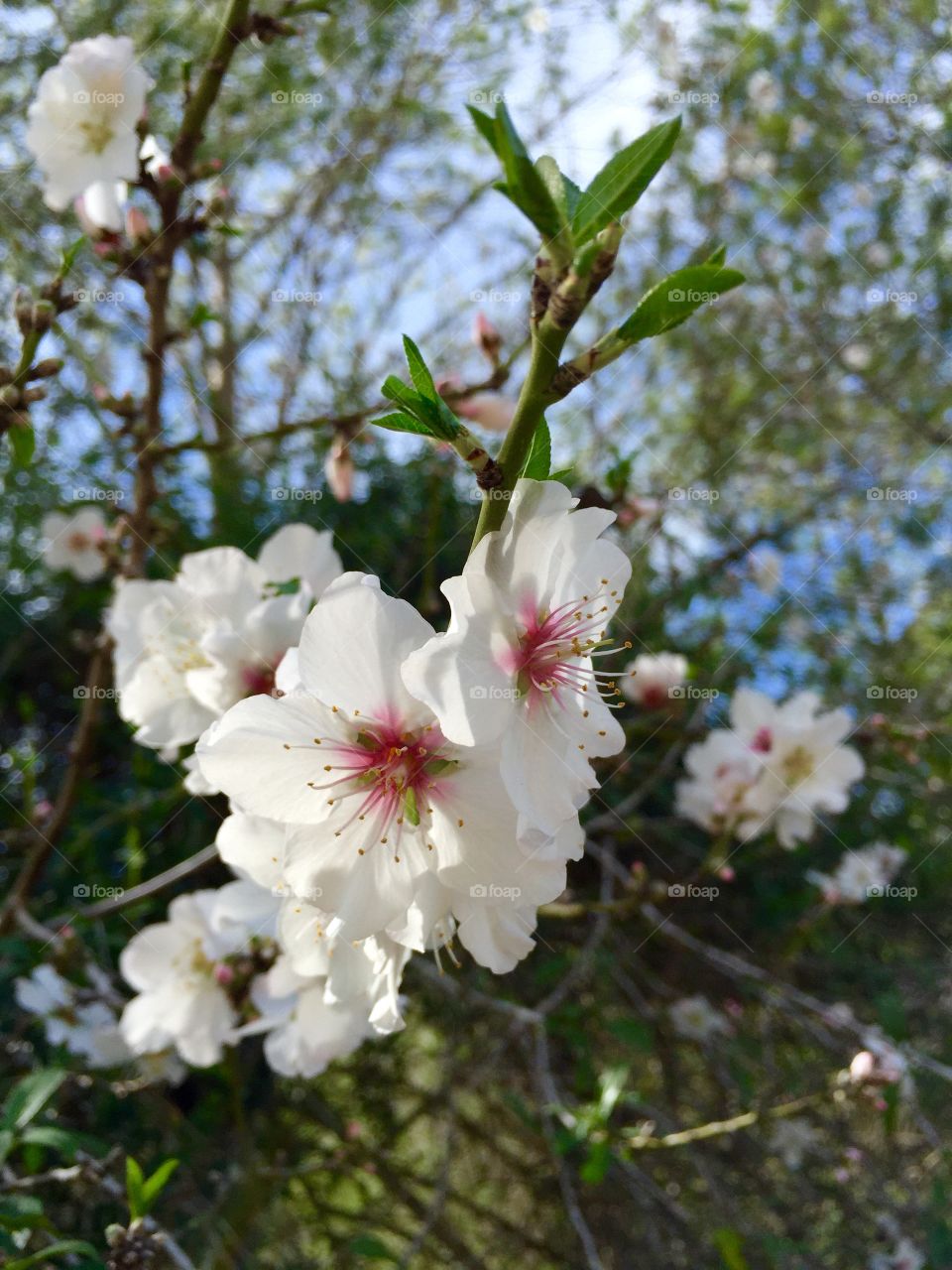 Flowering almond. white almond blossoms.  iPhone 6+