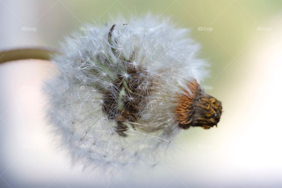 dried dandelion, dandelion seed, macro 