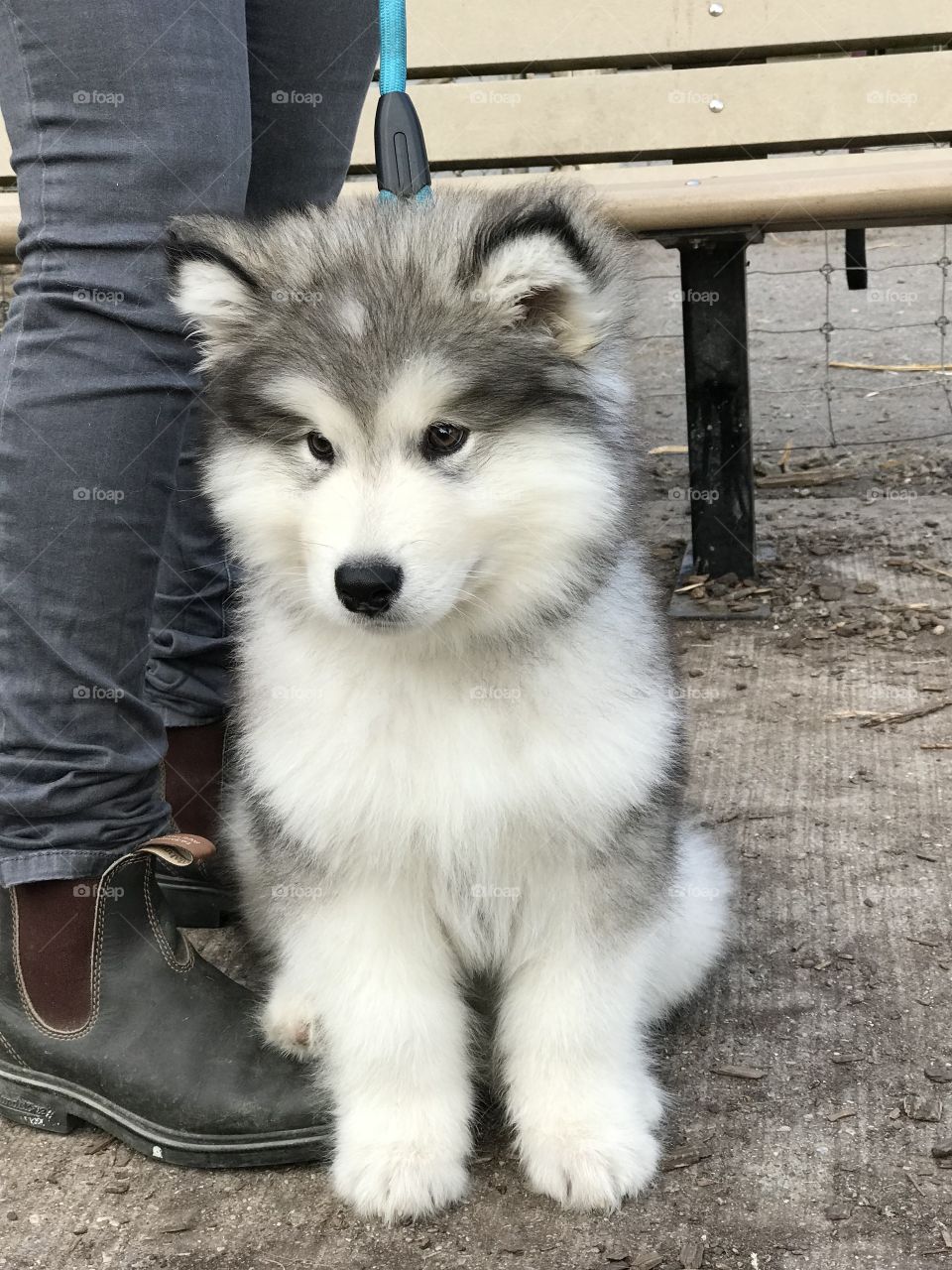 Can we talk about how cute this malamute is!? I saw him at the dog park and thought he was so cute. 