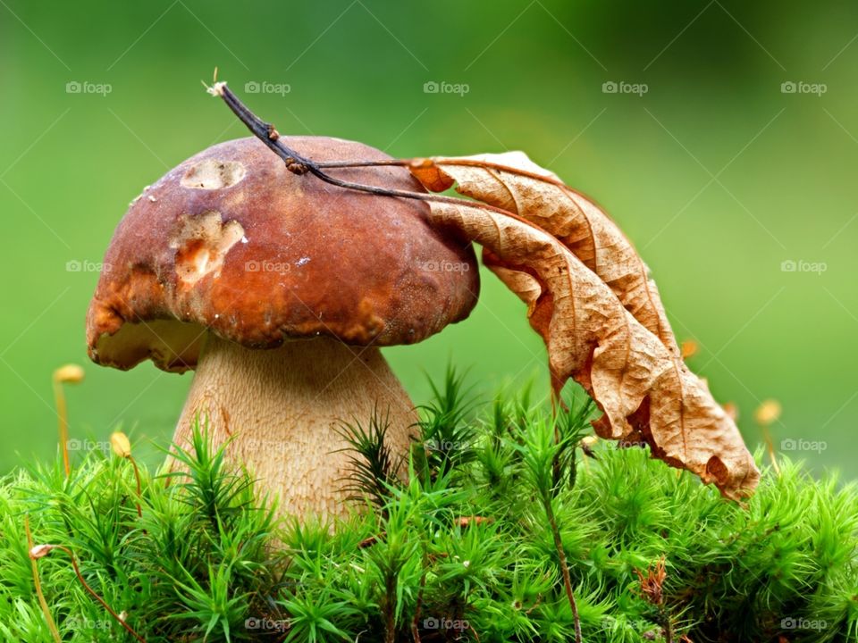 mushroom tree leaf