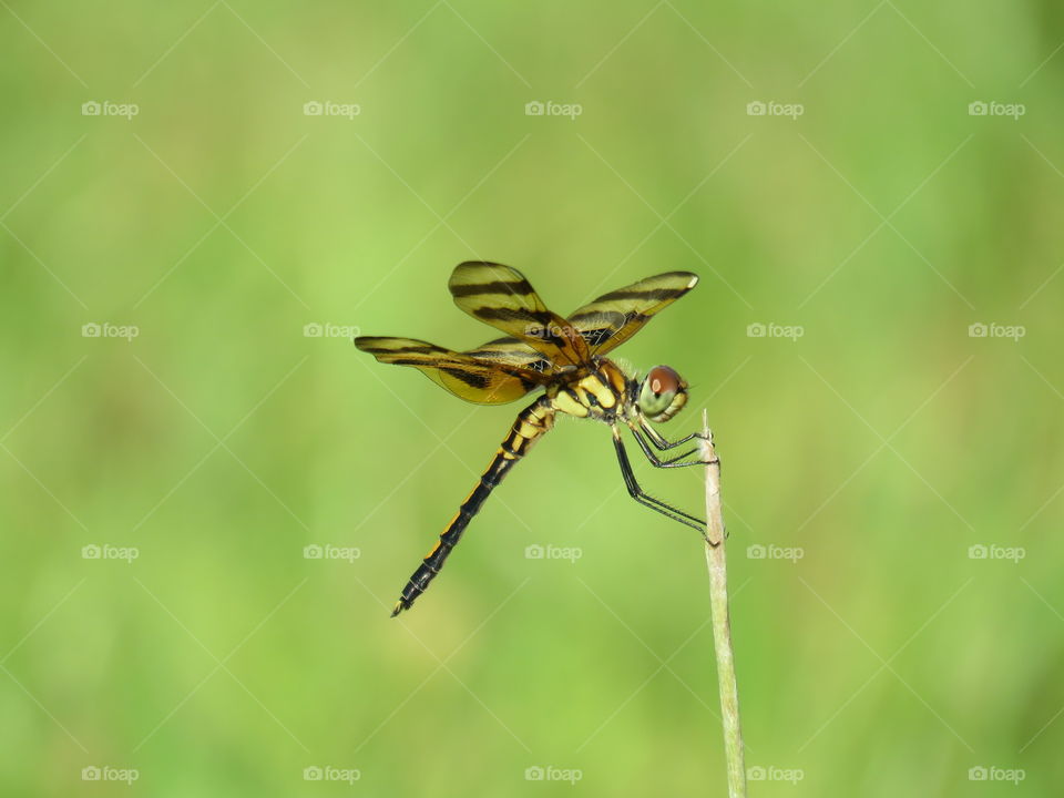 Halloween pennant dragonfly