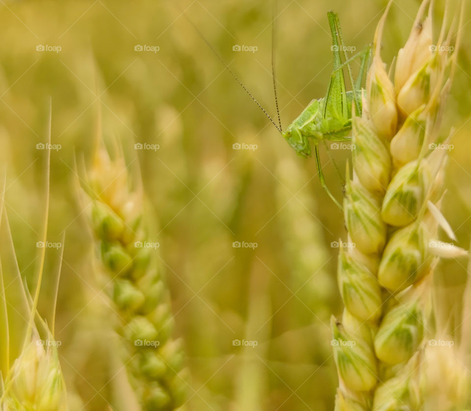 Hiding in the golden wheat