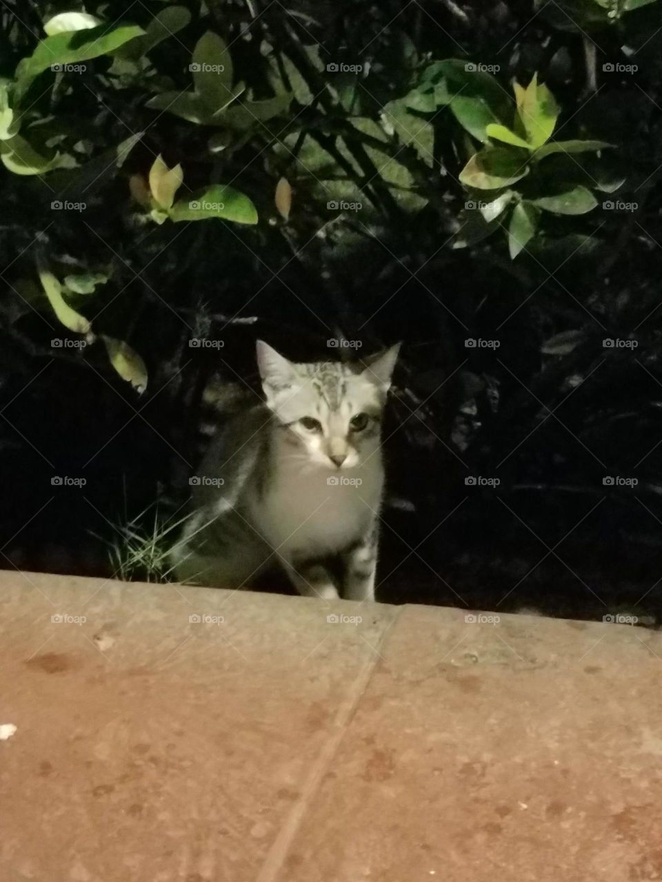Dominican kitty