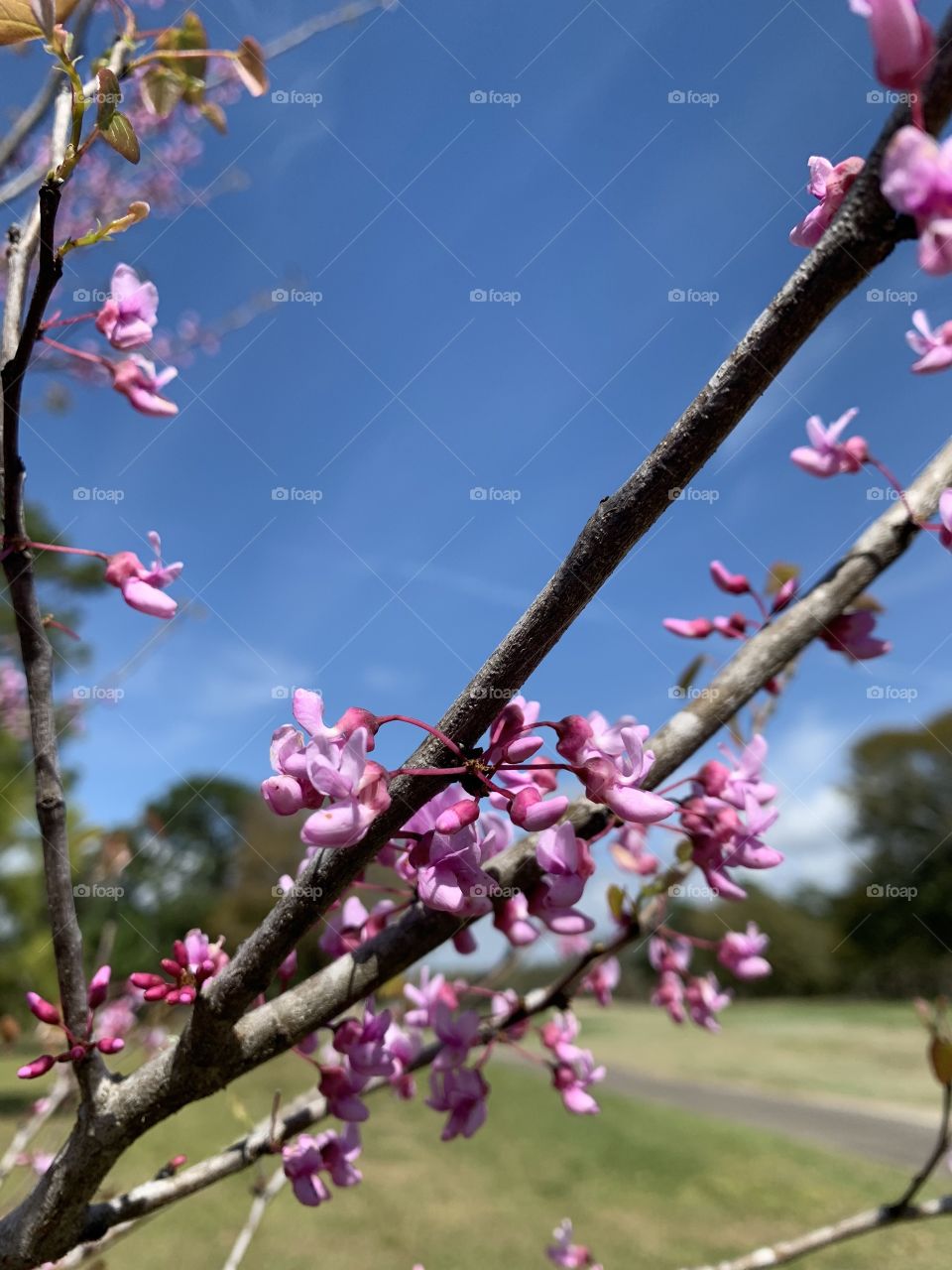 The signs of spring - Cherry Blossoms are a symbolic flower of the spring, a time of renewal, and the fleeting nature of life. Their life is very short