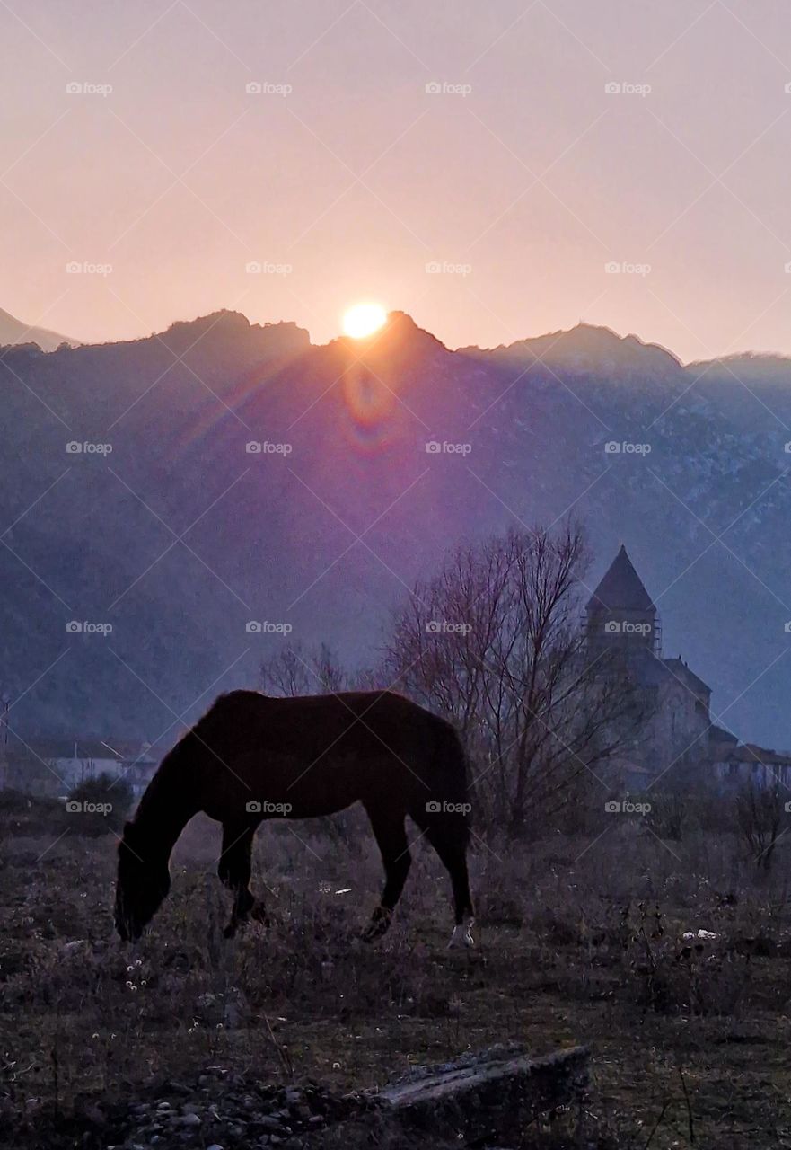 Wild horse in Mtskheta, Georgia with church, mountains and sunset on the background.