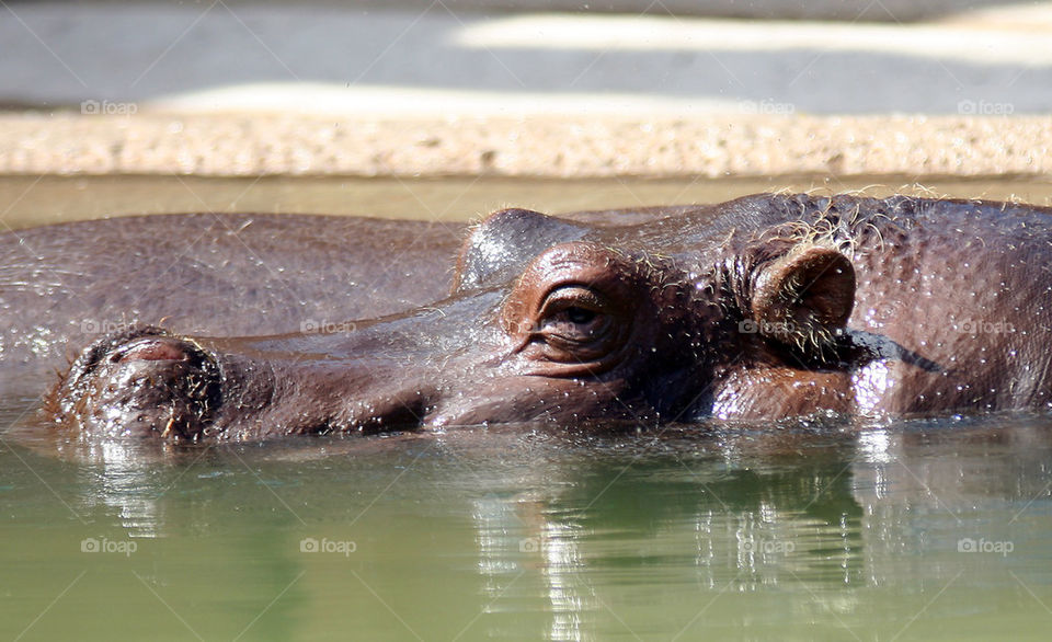 Hippo