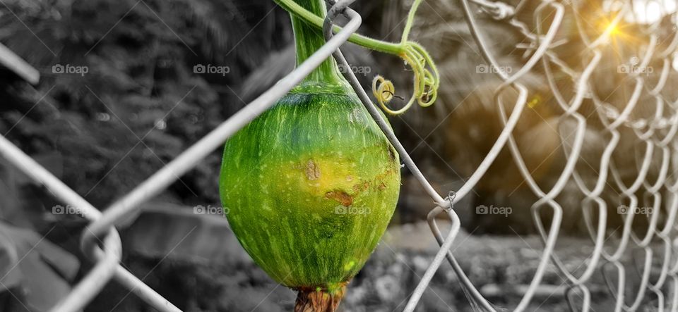 Inside fence...A vegetable at the forest