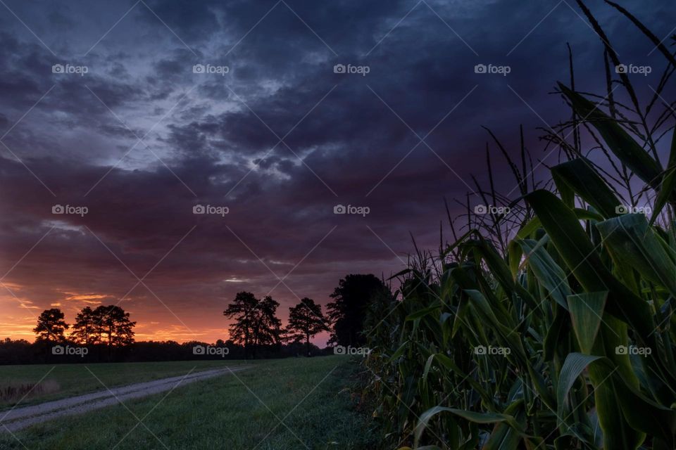 Corn plants eagerly awaiting the sunshine. North Carolina. 