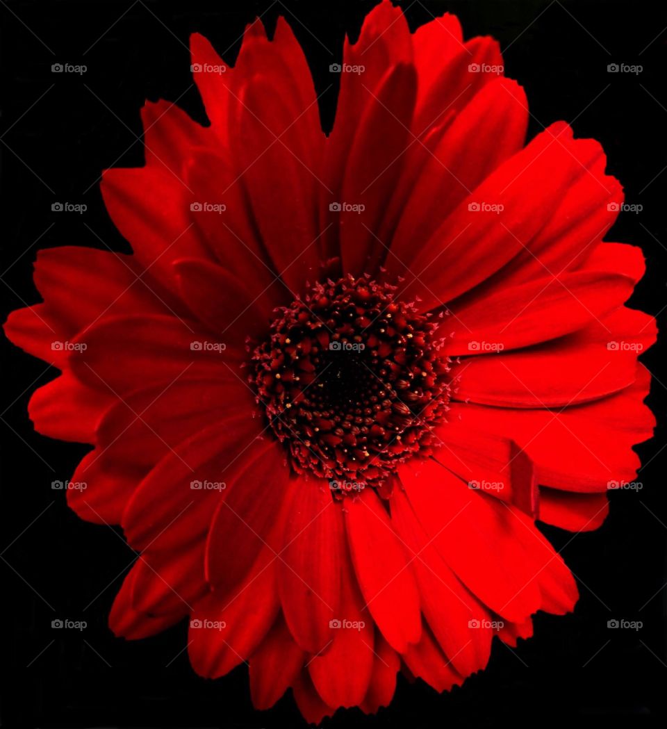 Gerbera