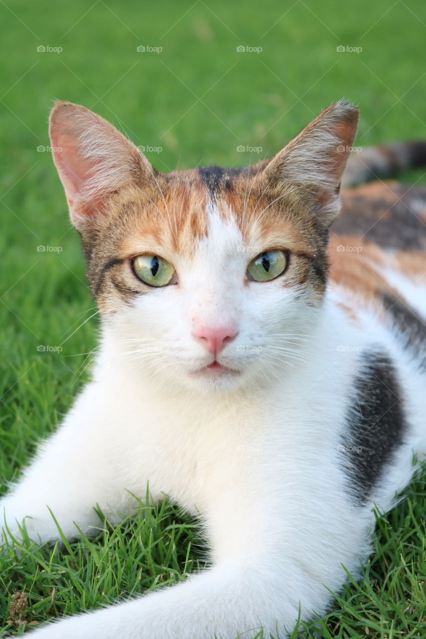 Cat with green eyes