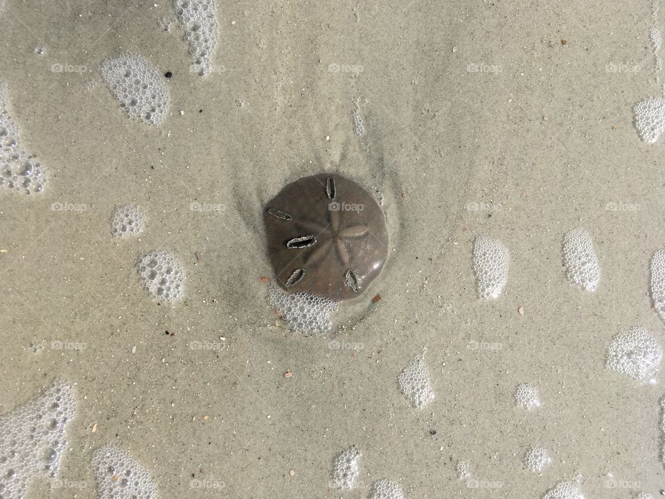 beach sand dollar