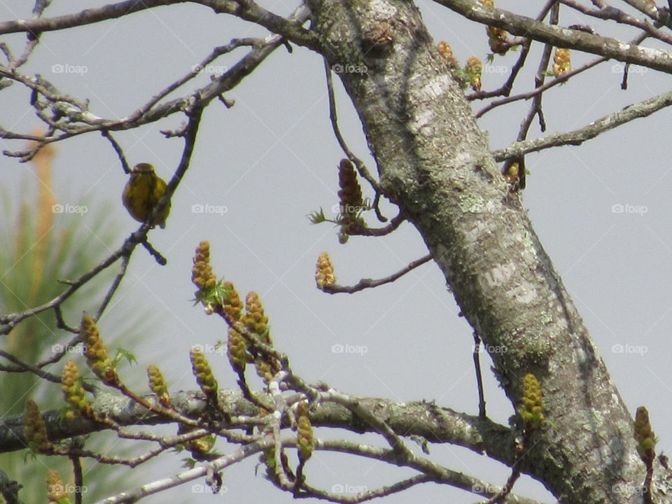 Tree, Bird, Branch, Nature, Outdoors