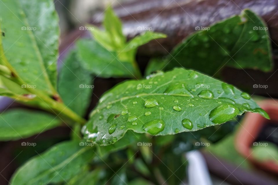 Water drops on leaves