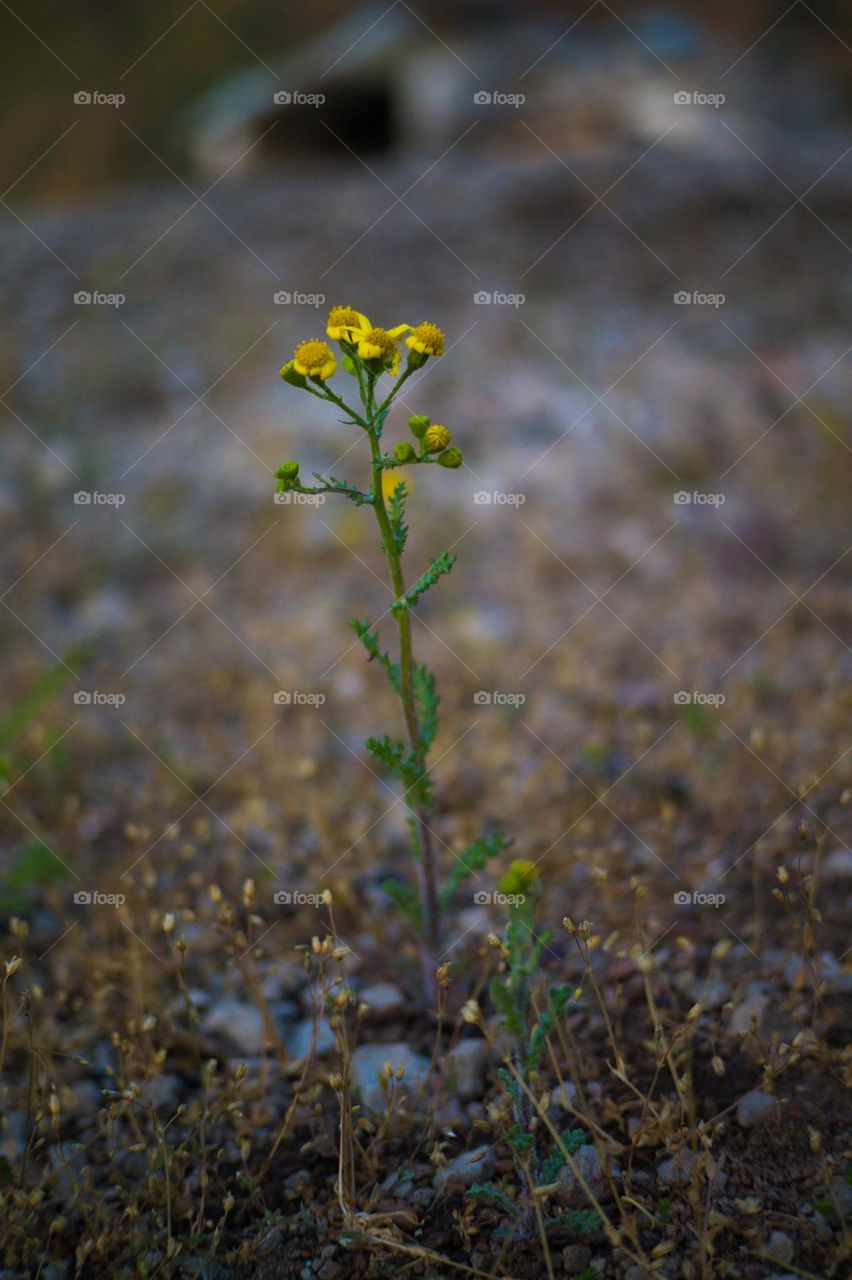 A lonely yellow flower has grown in the ground.