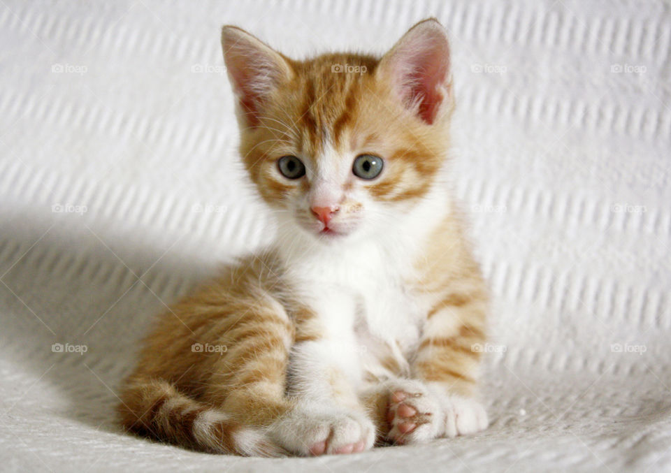 Ginger kitten curious