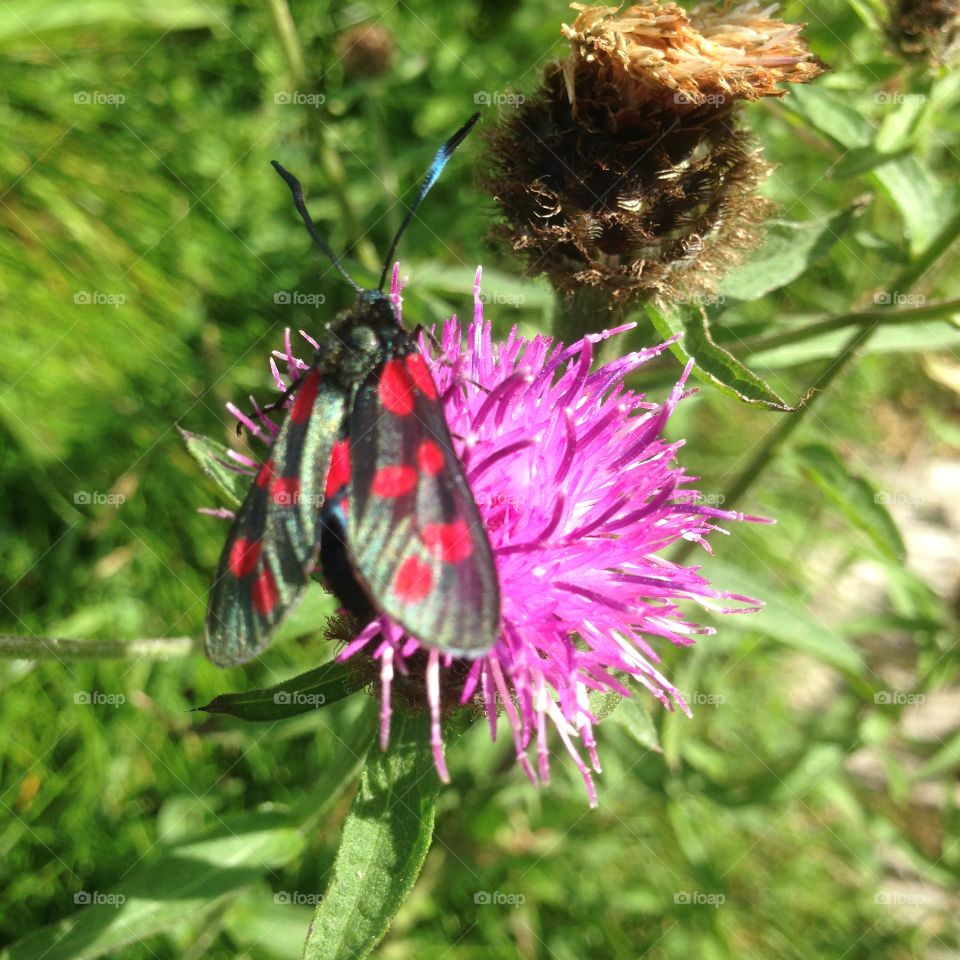 Beautiful black and red butterfly on an purple flower.