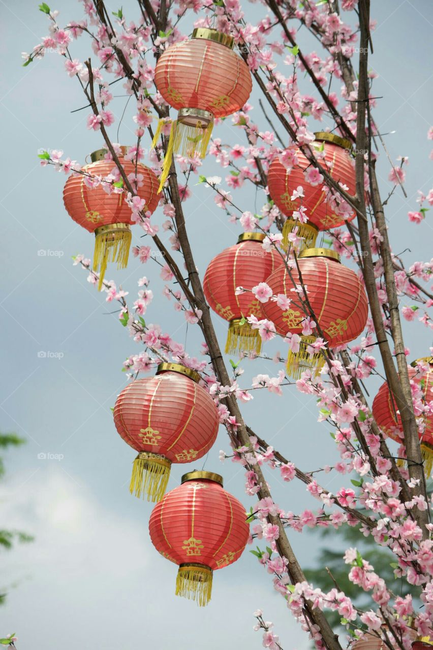Chinese Lanterns & Cherry Blossom