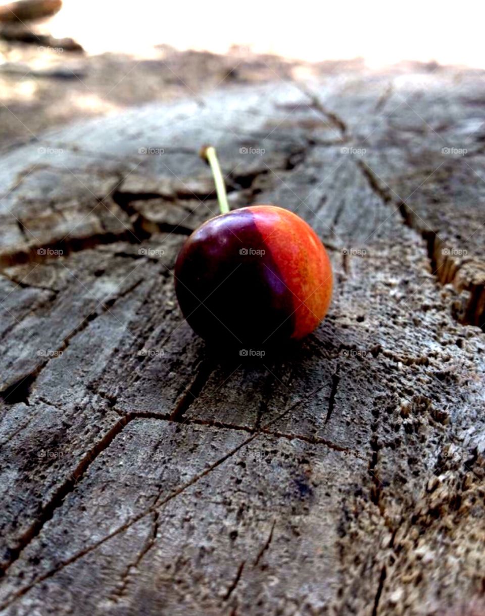 A grafted cherry tree 