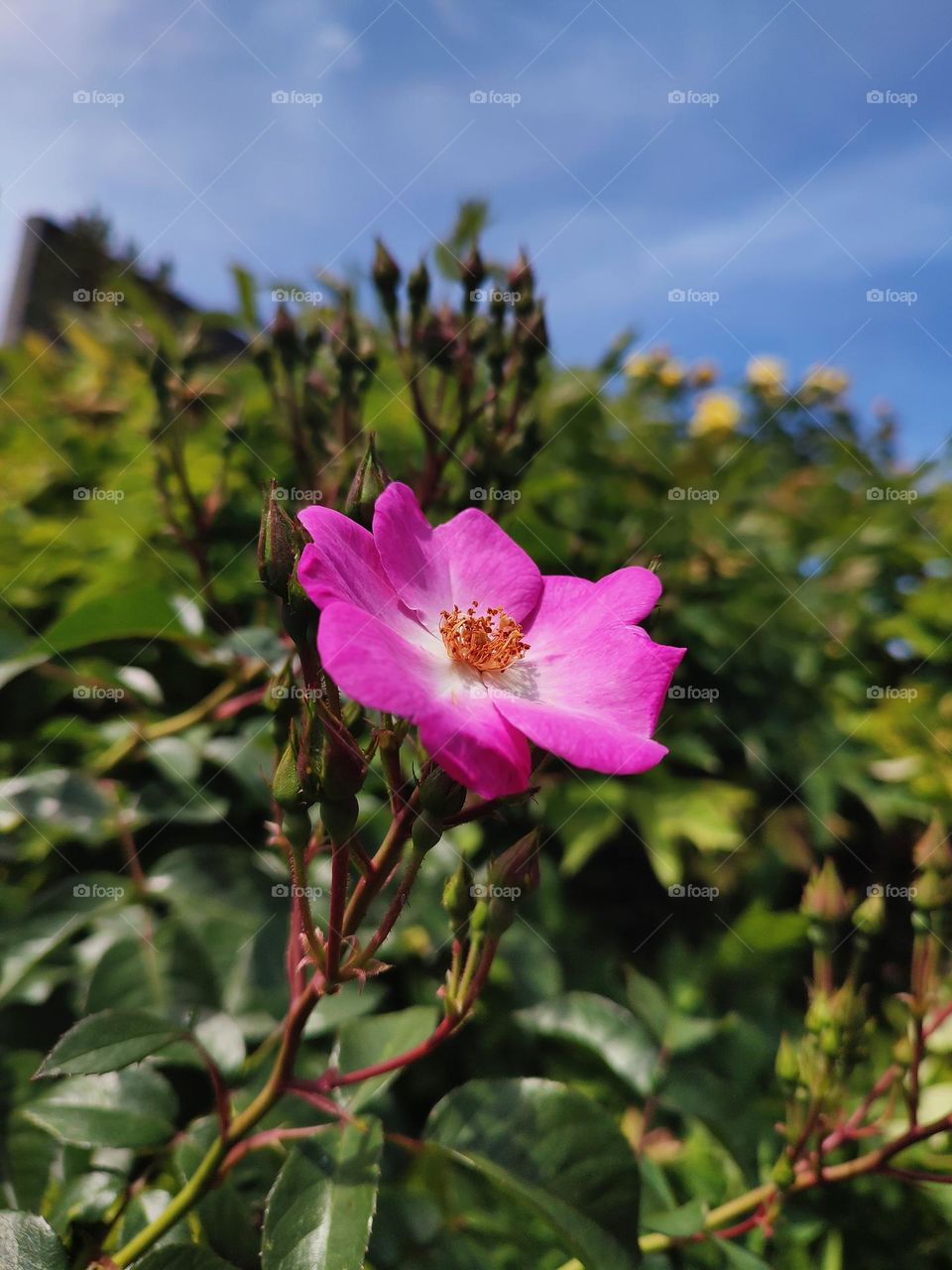 Macro photo roses Lavender Dream