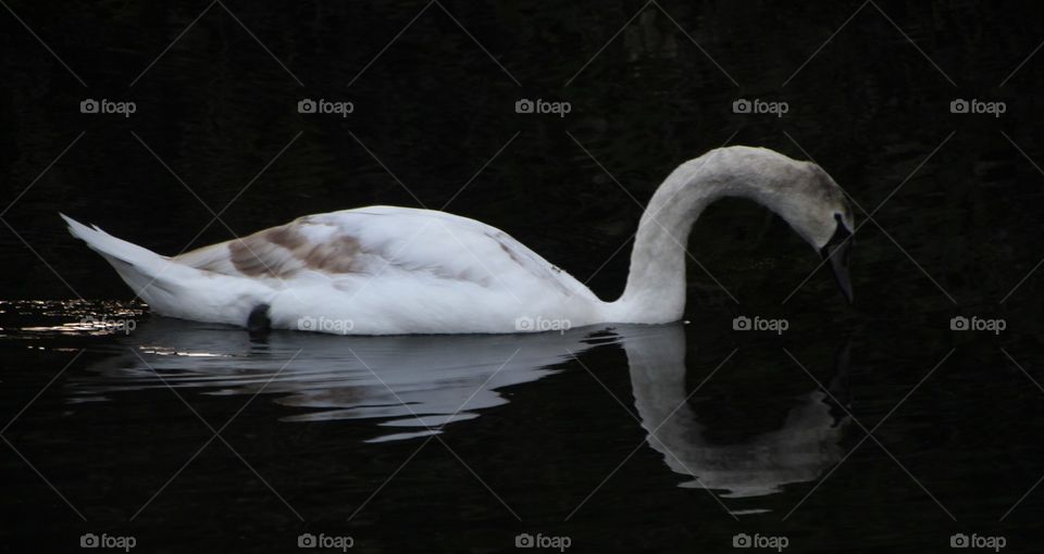 Reflection kiss