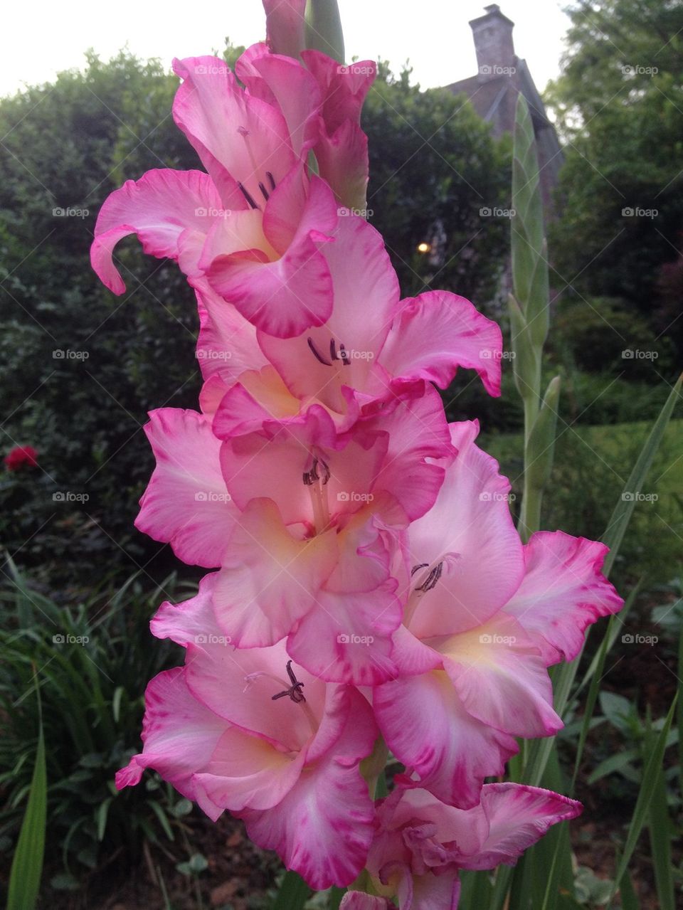 Gladiolus rising