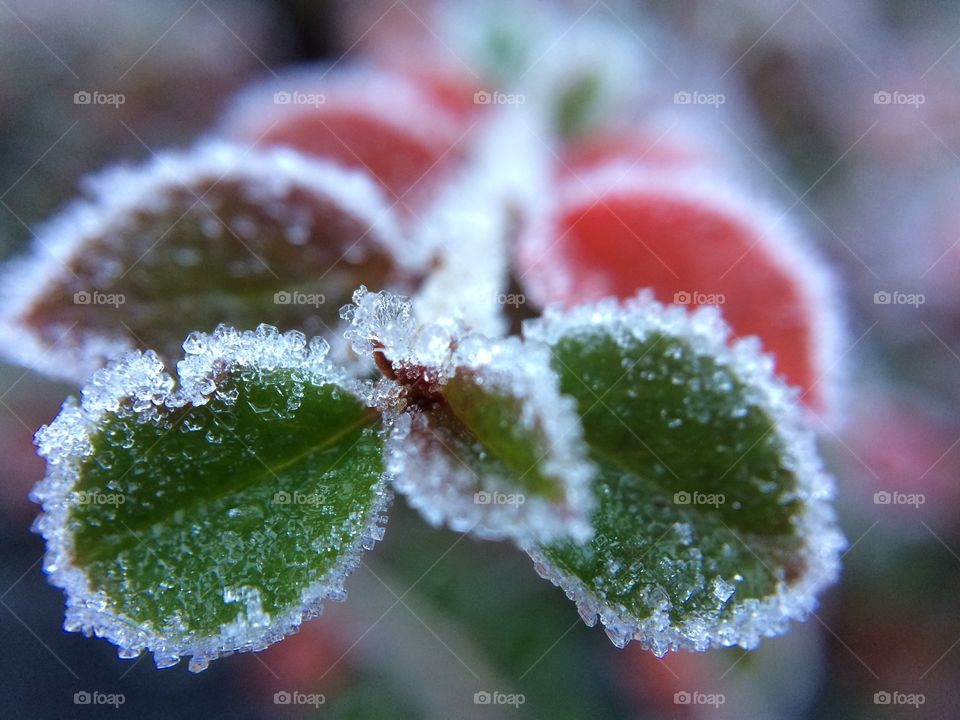 Snowflake on autumn leaves