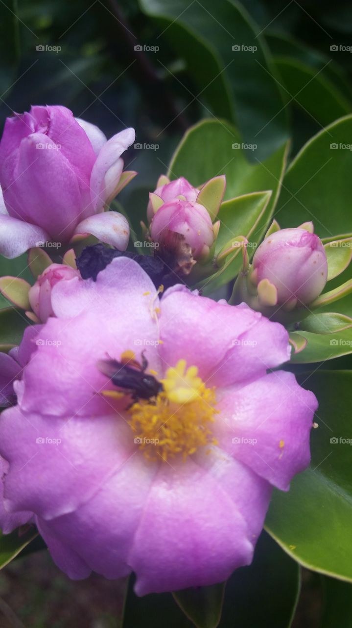 Bee on pink flowers