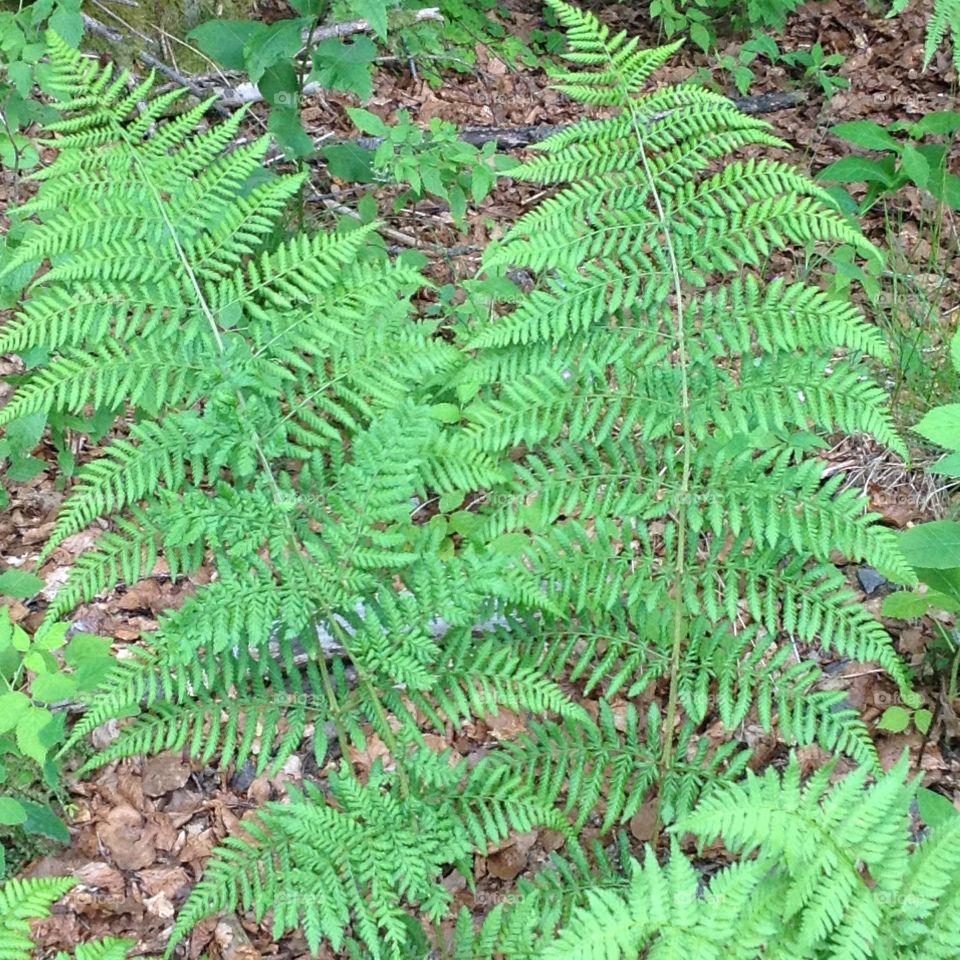 Black Forest ferns. Ferns in the Black Forest, Germany