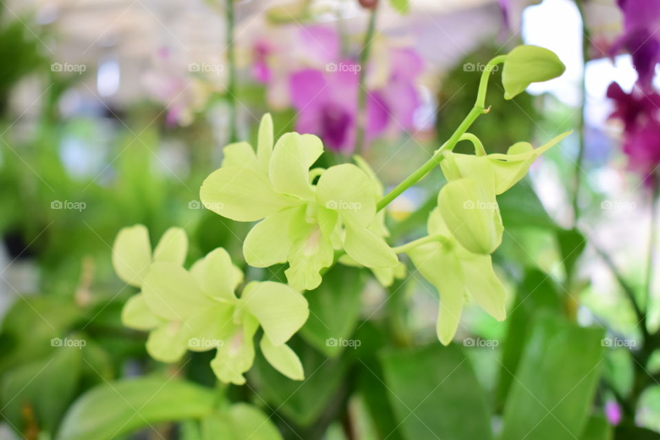 Orchid flowers in nursery shop at Diyatha Uyana, Sri Lanka.