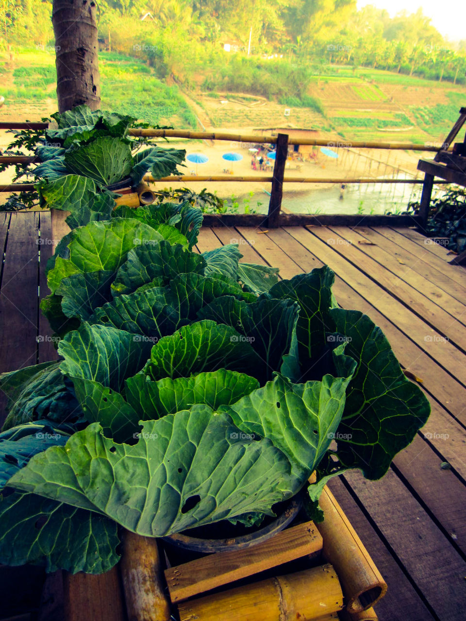 Cabbage with views